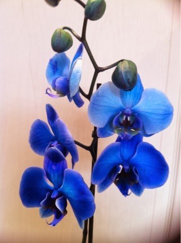 My Orchid love!
