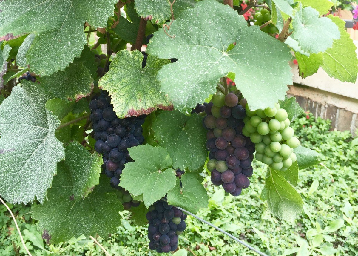 Red and green champagne grapes hanging from vines moet Chandon