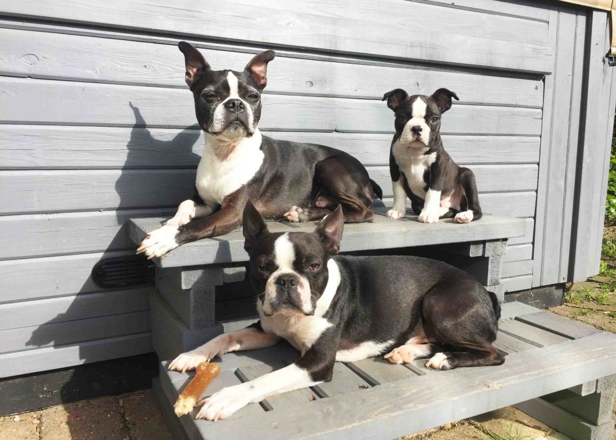 My Weekly Roundup 3 Boston terriers sitting in the sun