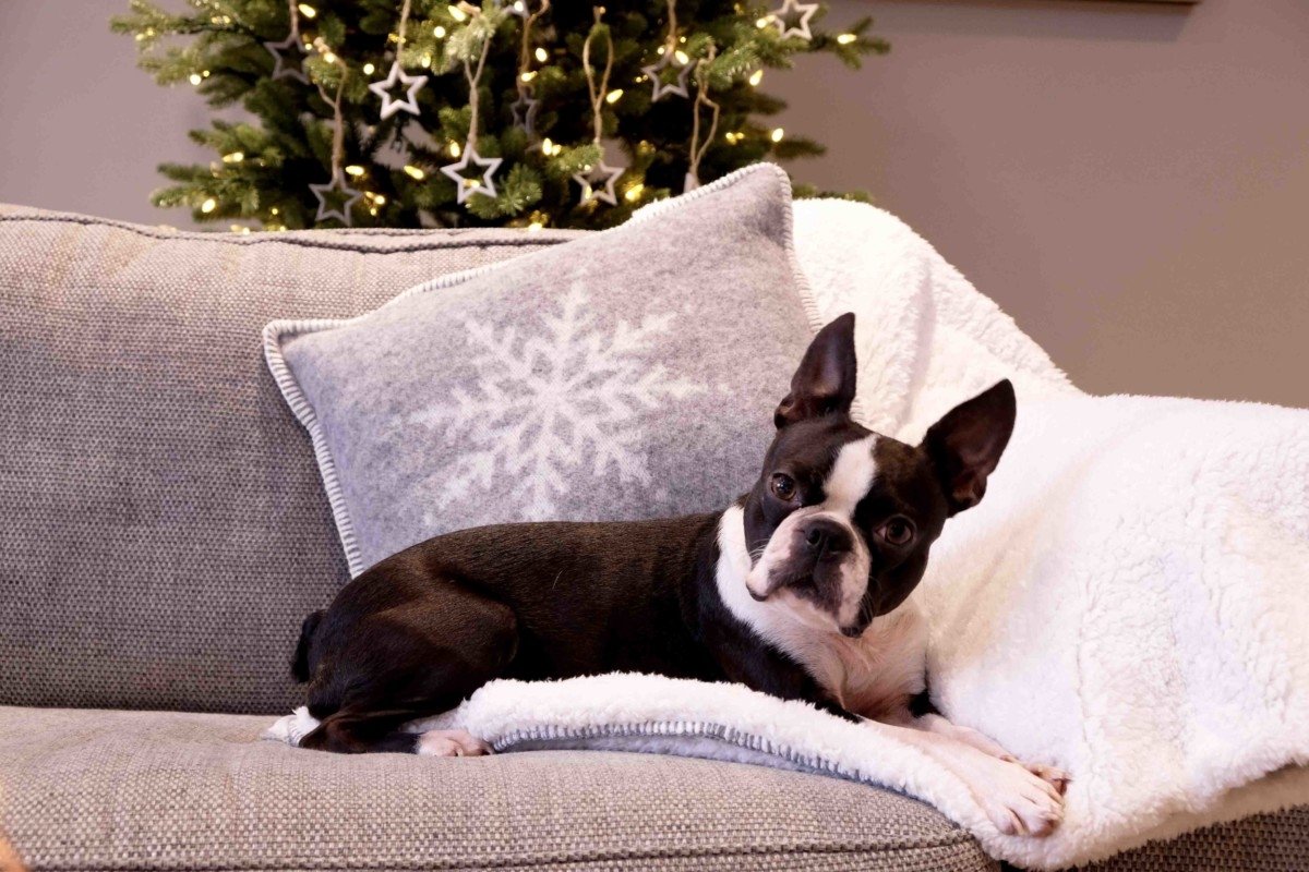 Cox and Cox contemporary Christmas dceorating Boston terrier on blanket