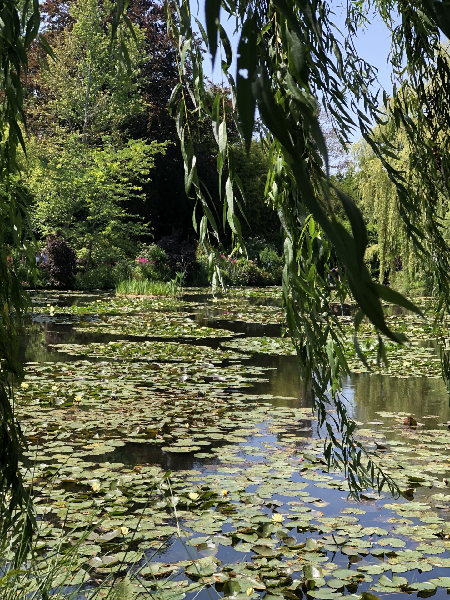 The willow tree that dangles over the pond in Claude Monet's Water lily Garden